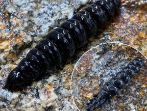 Gumená nástraha Larva 35mm 12ks Čierna 040